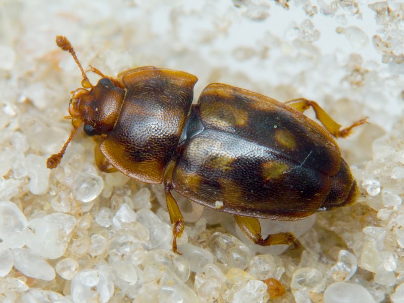 Epuraea guttata (Olivier, 1790)